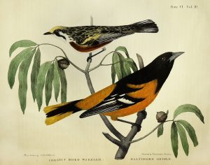 Image of two birds perched on a branch.