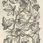 Hedera helix or ivy from Dodoens herbal