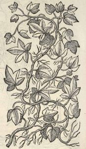 Hedera helix or ivy from Dodoens herbal