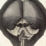 Microscopic image of a fly