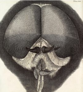 Microscopic image of a fly